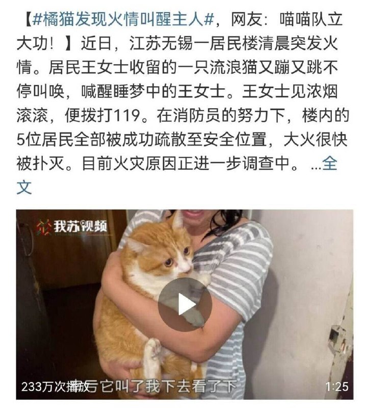 #猫猫 👍🏻