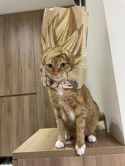 #猫猫