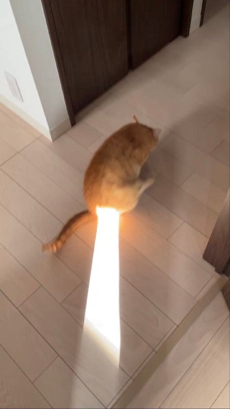 要有光！#猫猫