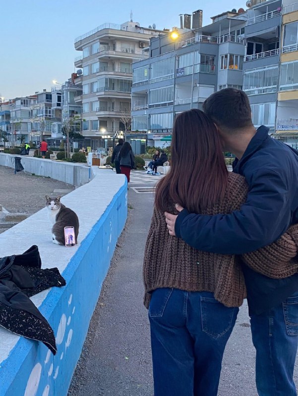 感谢猫猫感谢猫猫