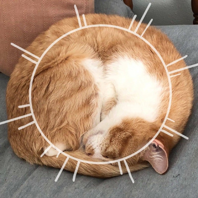 #猫猫#猫猫