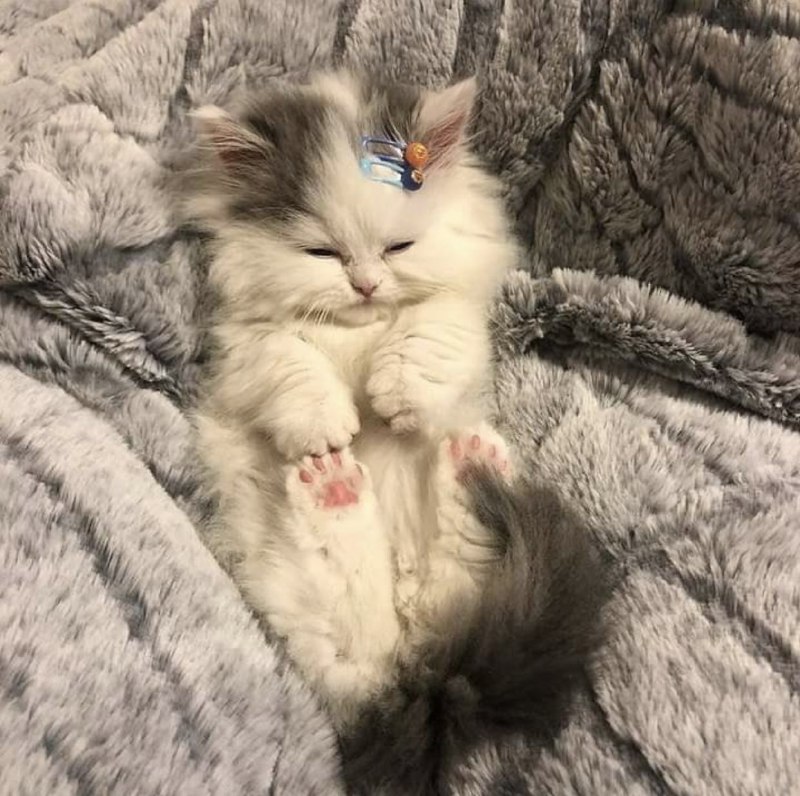 #猫猫#猫猫