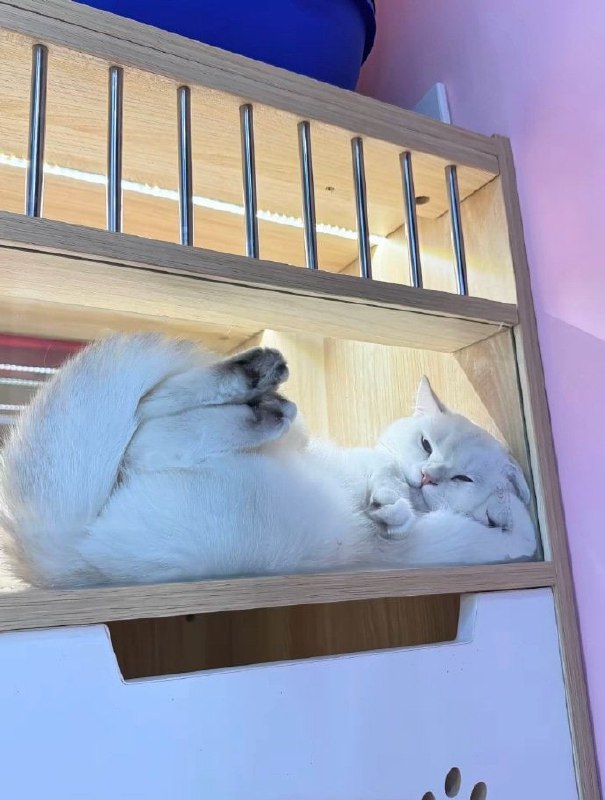 #猫猫