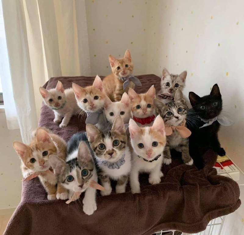 #猫猫#猫猫