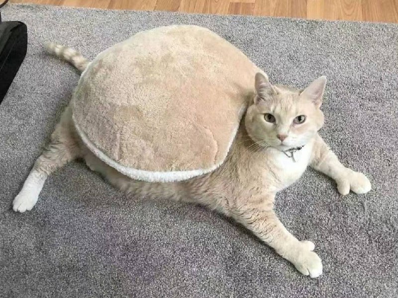 #猫猫