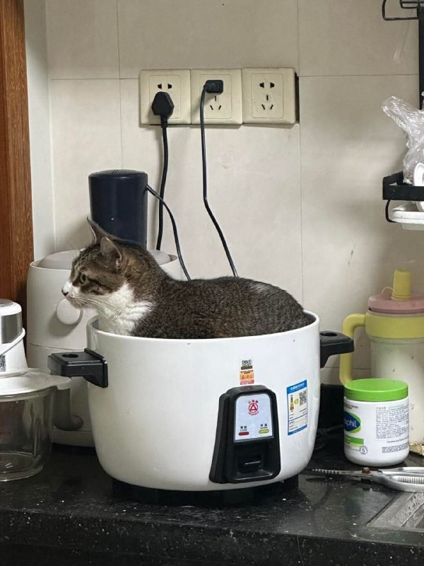#猫猫