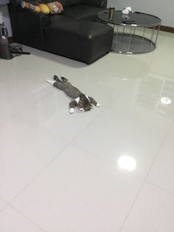 摆烂 #猫猫摆烂 #猫猫