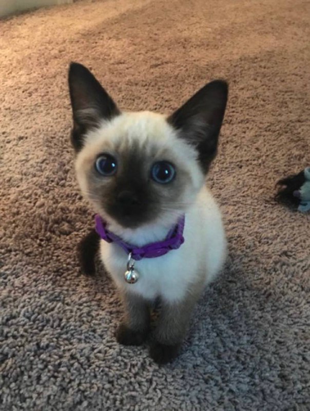 #猫猫