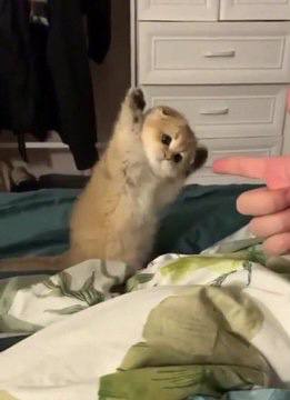 #猫猫#猫猫