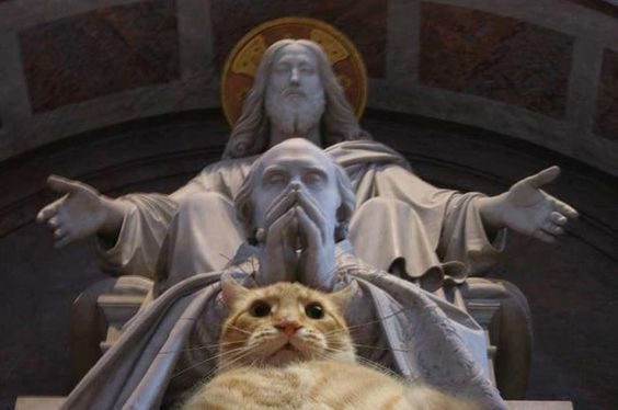 “今天你会有好事发生”#猫猫
