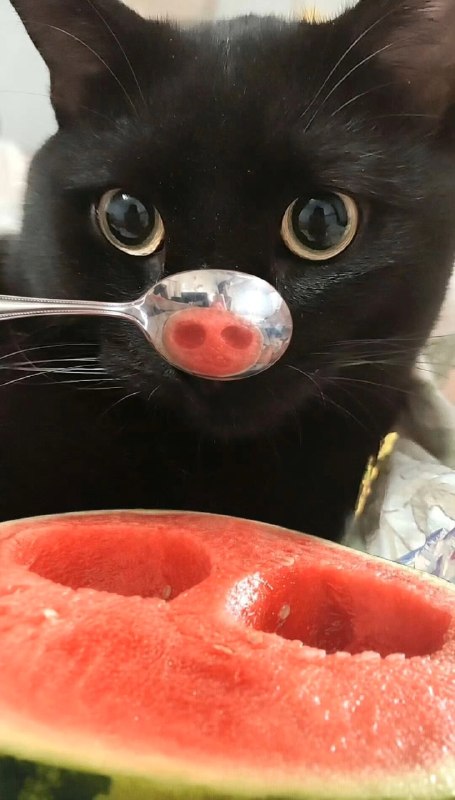 🐽#猫猫