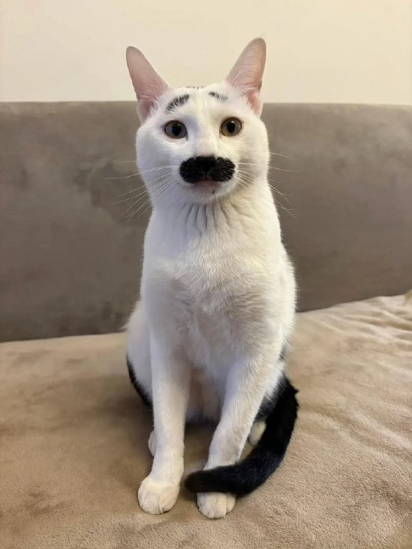#猫猫#猫猫