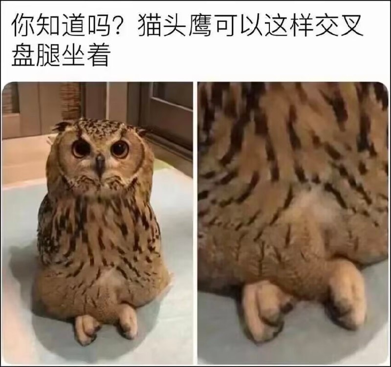 这属于视觉错觉，看起来确实像在盘腿坐着😁