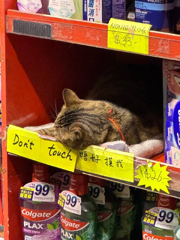 #猫猫