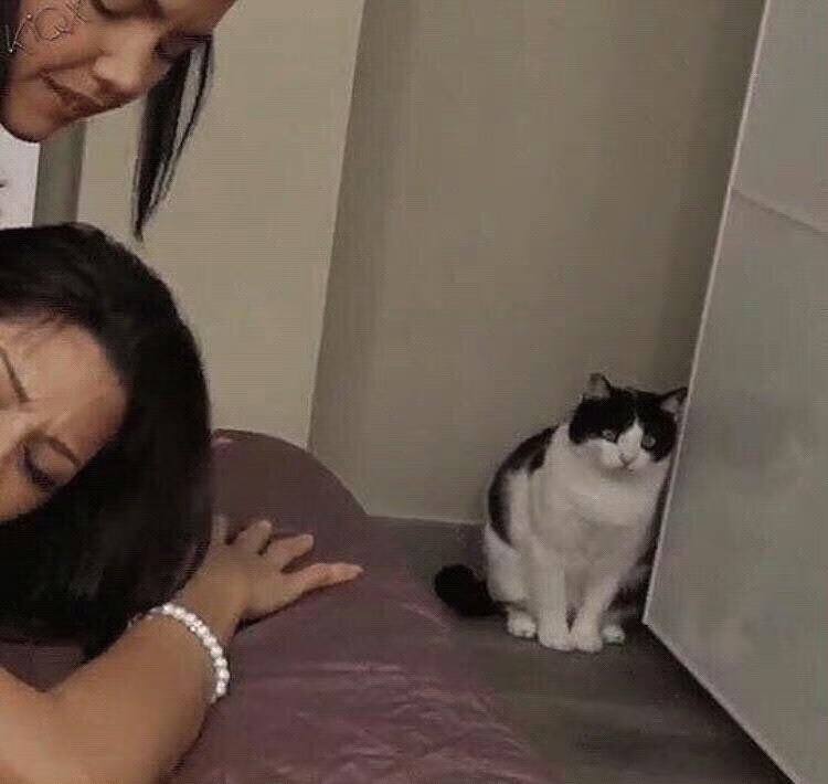 #猫猫