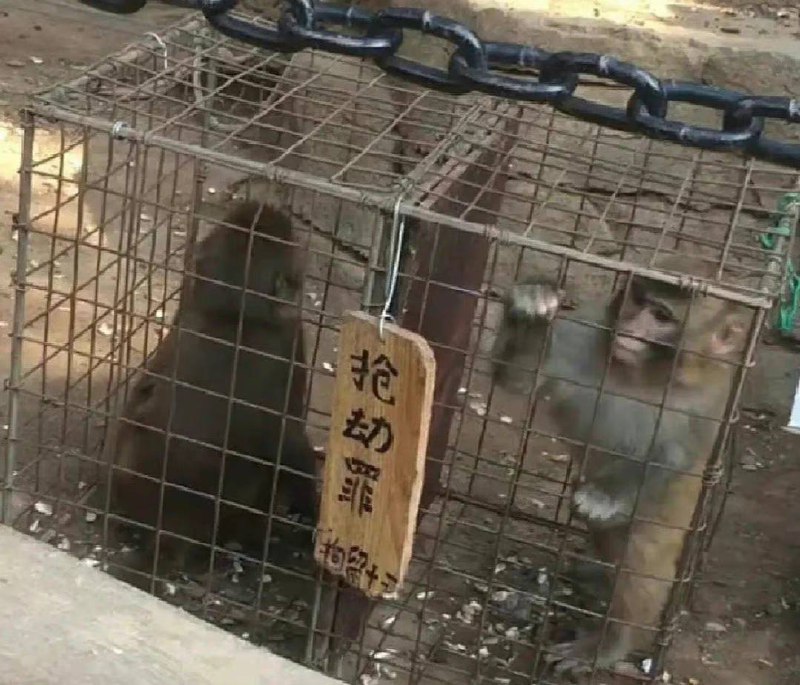 峨眉山的猴被定罪了……峨眉山的猴被定罪了……
