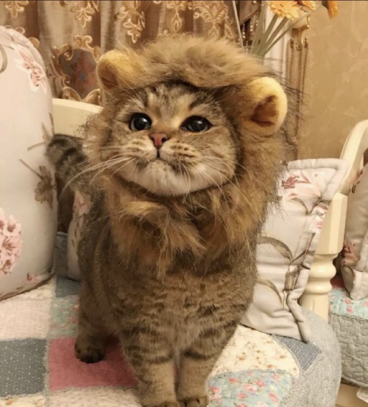 #猫猫#猫猫