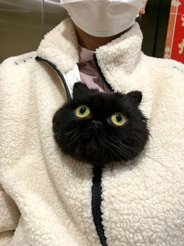 #猫猫#猫猫