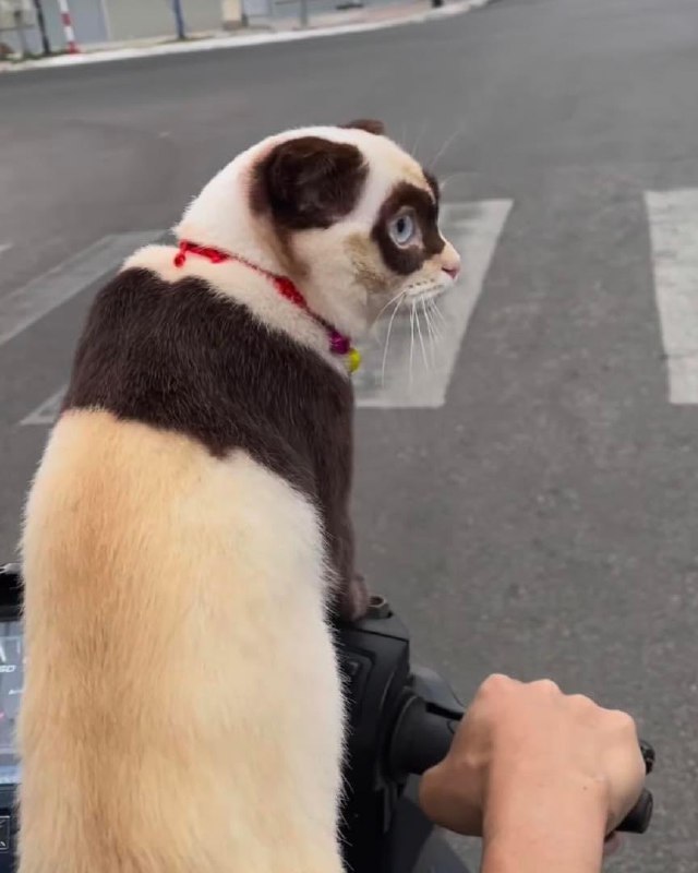 #猫猫 🐼#猫猫 🐼