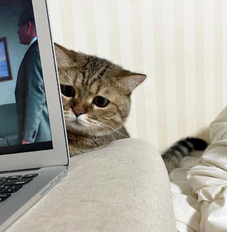 陪陪小猫吧陪陪小猫吧