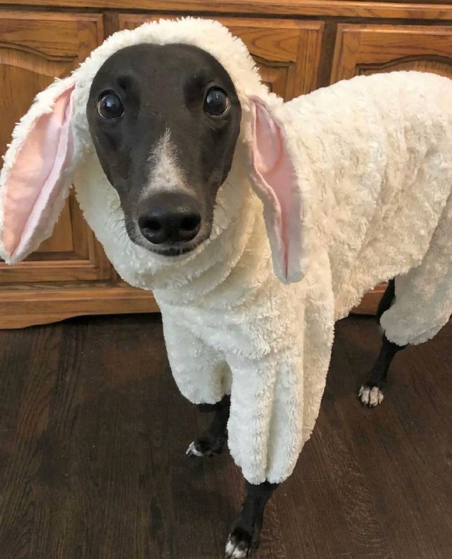 #狗狗 🐑