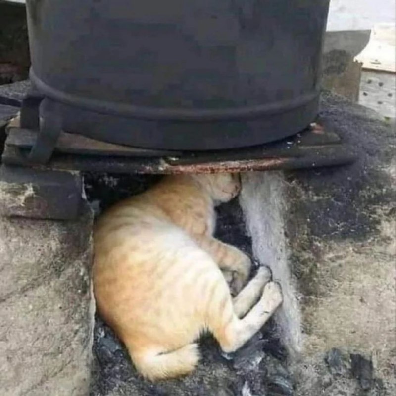 如何快速拥有一只暹罗猫#猫猫如何快速拥有一只暹罗猫#猫猫