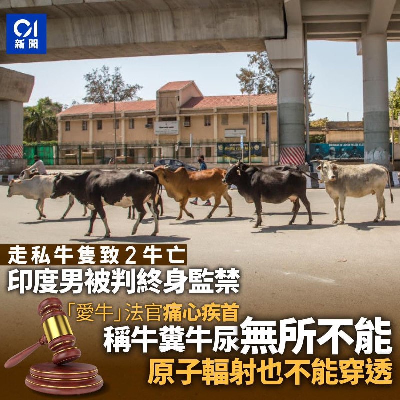 😢牛牛太可怜了