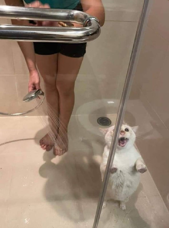 #猫猫