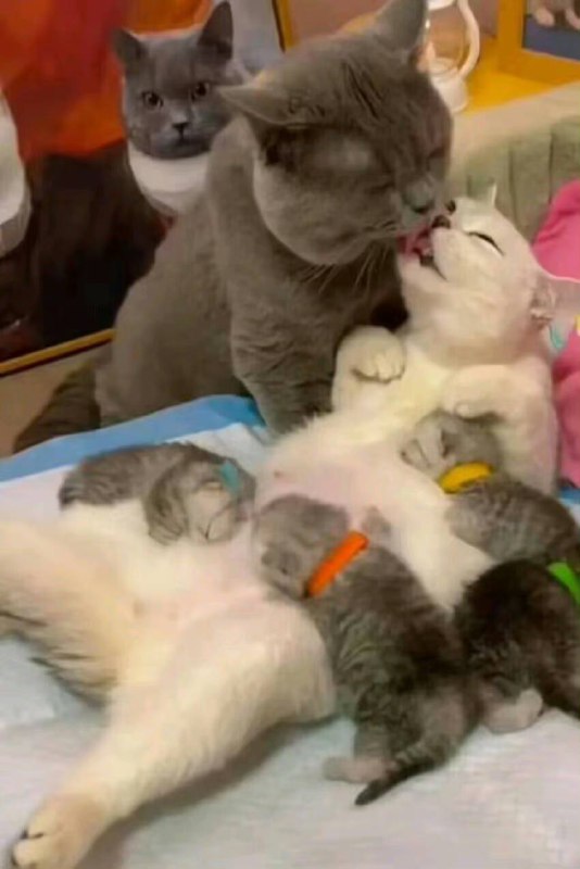 #猫猫