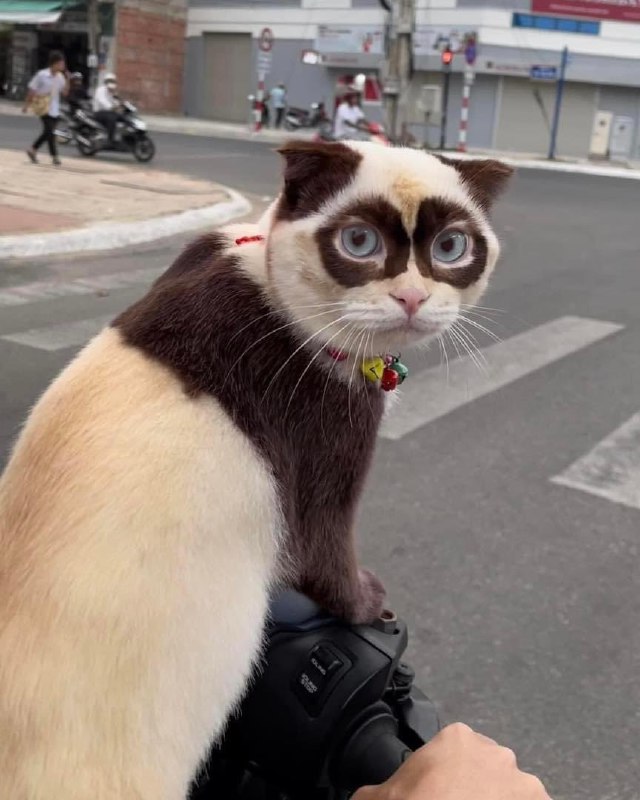 #猫猫 🐼#猫猫 🐼
