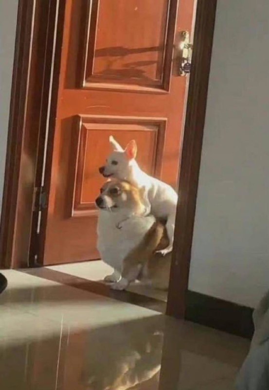 #狗狗