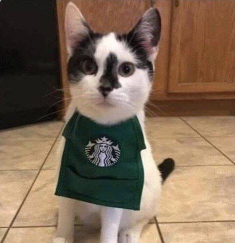 #猫猫
