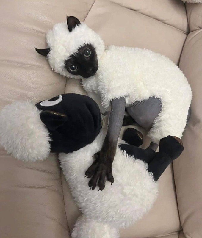 #猫猫