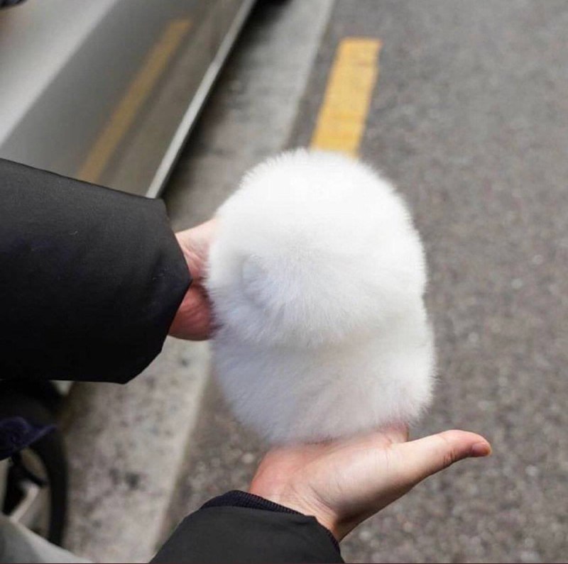#狗狗#狗狗