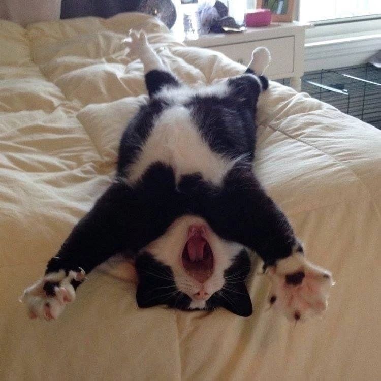 #猫猫