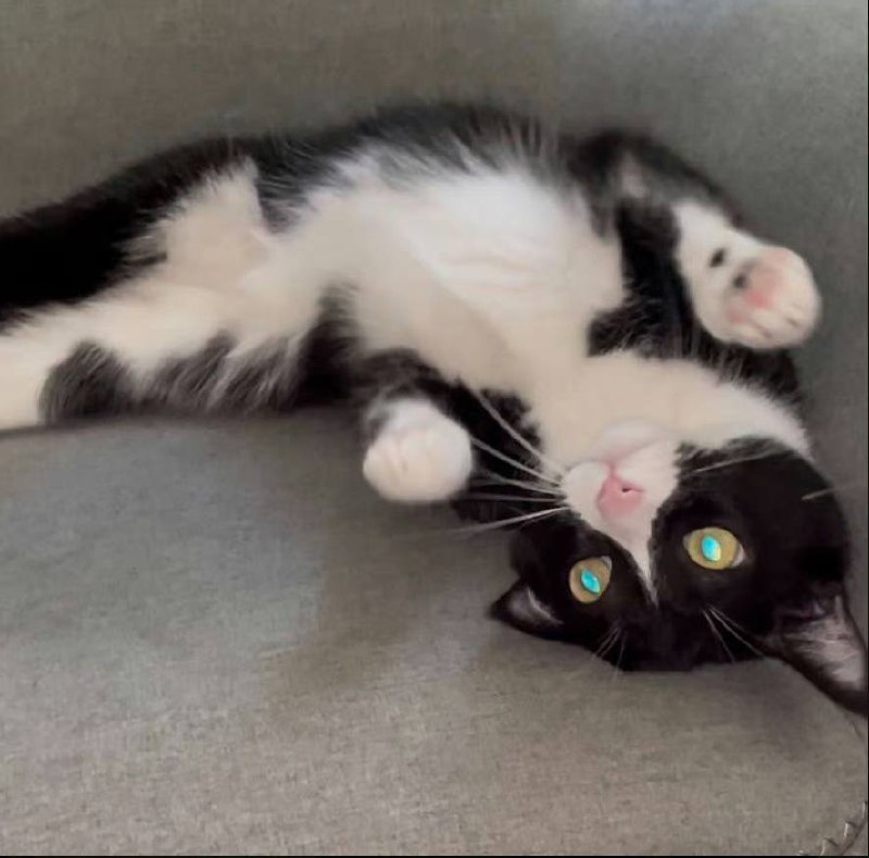 #猫猫