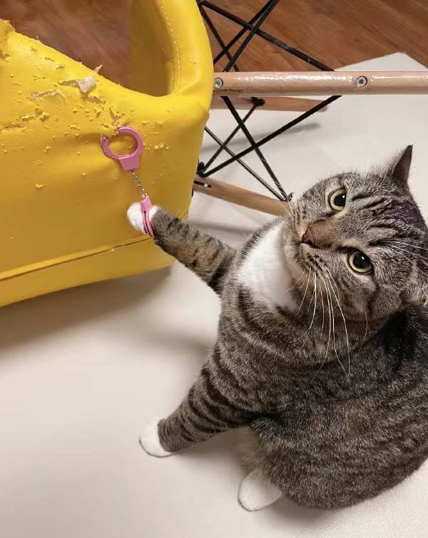 #猫猫