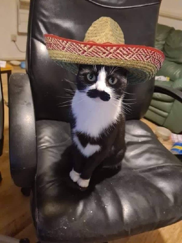#猫猫