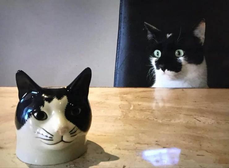 #猫猫