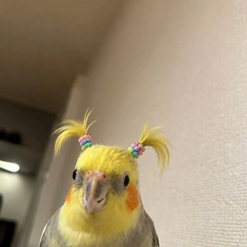 🦜