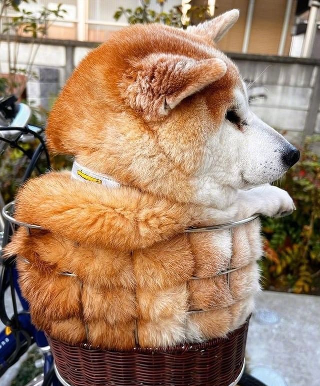 菠萝包柴柴……菠萝包柴柴……
