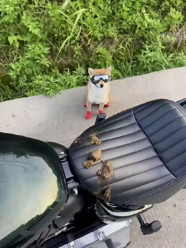 #狗狗#狗狗