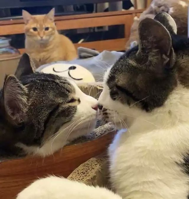 七夕限定#猫猫