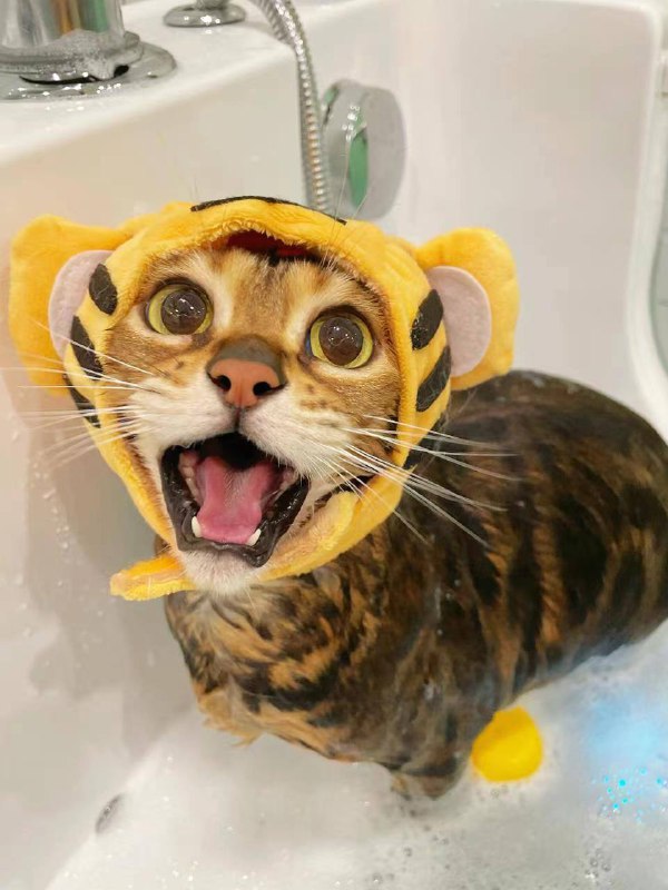 #猫猫