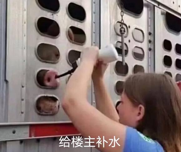 素食主义者给送往屠宰场的猪喂水素食主义者给送往屠宰场的猪喂水
