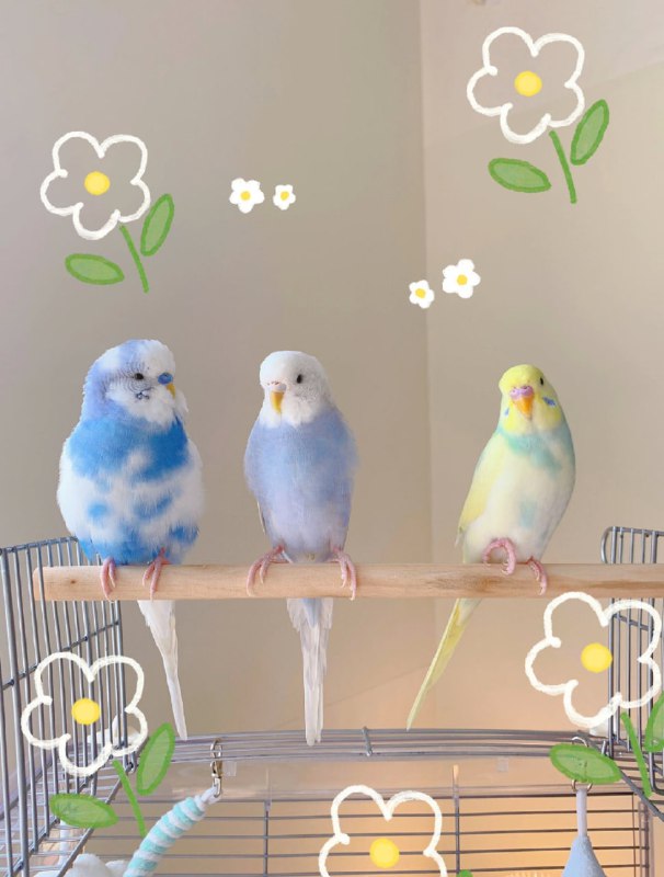 一些鹦鹉🦜一些鹦鹉🦜