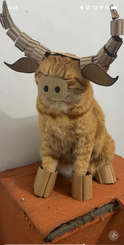 牛来喵#猫猫