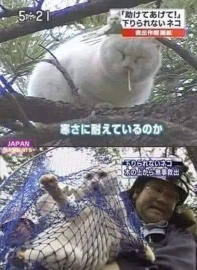 一只 #猫猫 因为朝行人头上滴鼻涕而被逮捕