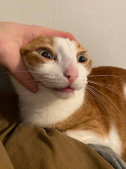 #猫猫