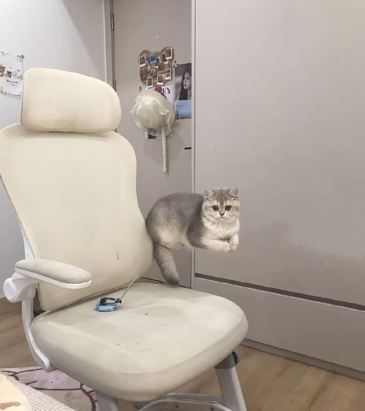 小猫悬浮术！#猫猫